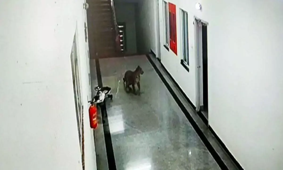 मेडिकल कॉलेज अस्पताल में घुसा तेंदुआ: आपातकालीन व्यवस्था घोषित.. सारी कक्षाएँ रद्द.. मेडिकल कॉलेज प्रबंधन ने दिए निर्देश -जब तक स्थिति नियंत्रित नहीं होती, कॉलेज नहीं आएँ