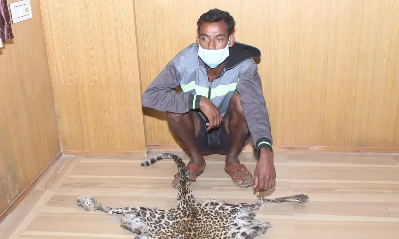 तेंदुआ की खाल बरामद: गाँजे की तलाश में थी पुलिस, तेंदुआ की खाल के साथ एक गिरफ़्तार, एक फ़रार