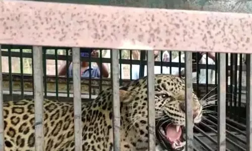 वीडियो - तेंदुए के हमले से अबतक के तीन की मौत, वन विभाग की टीम ने फिर एक तेंदुए को पकड़ा... पिंजरे में कैद तेंदुआ को देखने लोगों की लगी भीड़