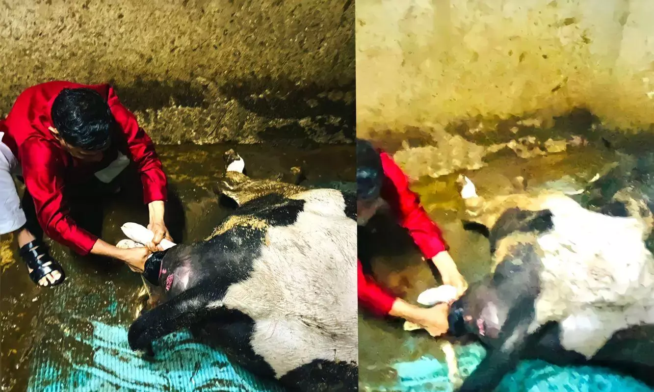 जब IPS बन गए वेटनरी डॉक्टर: बछिया के दो पांव बाहर...पूजा के कपड़ों में ही जुटे और गाय का सुरक्षित प्रसव करा लिया, देखिये वीडियो