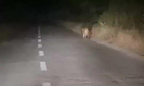 VIDEO : बीती रात फिर दिखा तेंदुआ... वन विभाग ने पिंजरे को भी हटाया, इलाके में डर...