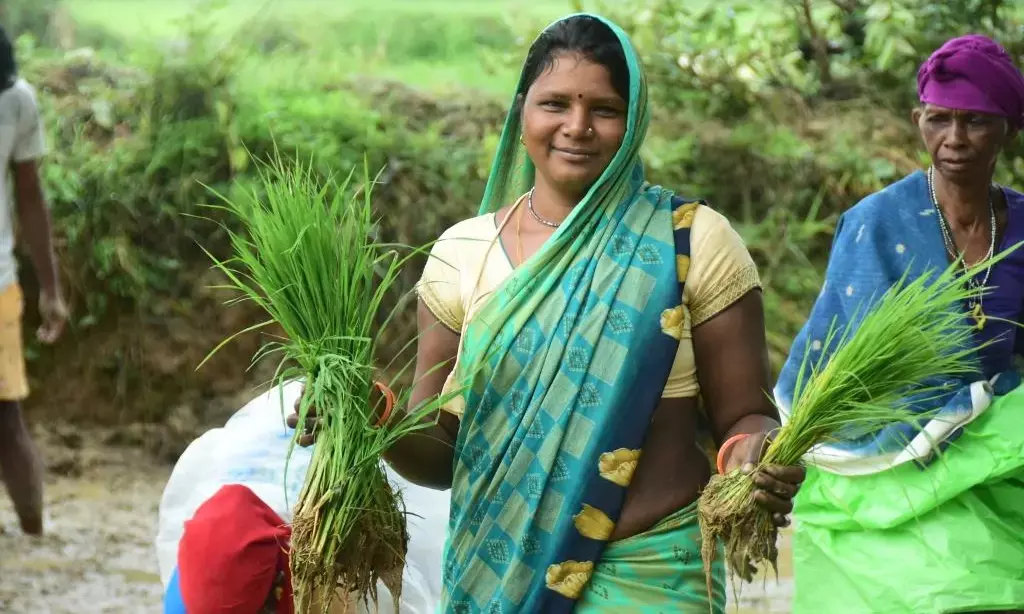 बालको के प्रोत्साहन से किसानों ने ली स्वास्थ्यवर्धक काले चावल की फसल...