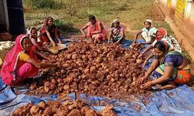 गोठान की परत जमीन पर शकरकंद और जिमीकंद की खेती, अच्छी उपज और उससे होने वाली आमदनी से समूह की महिलाओं के खिले चेहरे