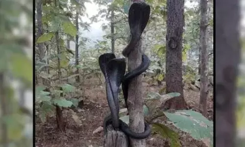 पेड़ पर एक साथ लिपटे दिखे 3 कोबरा, IFS ने शेयर की फोटो... लोगों ने कहा- यकीन नहीं होता कि आप लोग