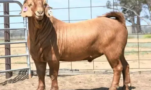 इस बकरे की कीमत है 15 लाख: गजब की है स्टाइल... बन गया इस देश का सबसे महंगा बकरा, दूर दूर से आ रहे लोग देखने....
