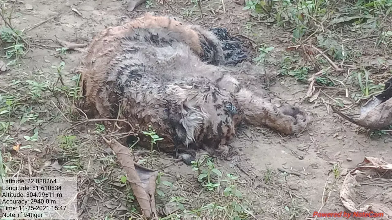 बाघ के शावक का शव: अचानकमार में बाघ के शावक का शव मिला, PCCF वाइल्डलाइफ पहुंचे ATR, वन अमले के पास विस्तृत जानकारी नही