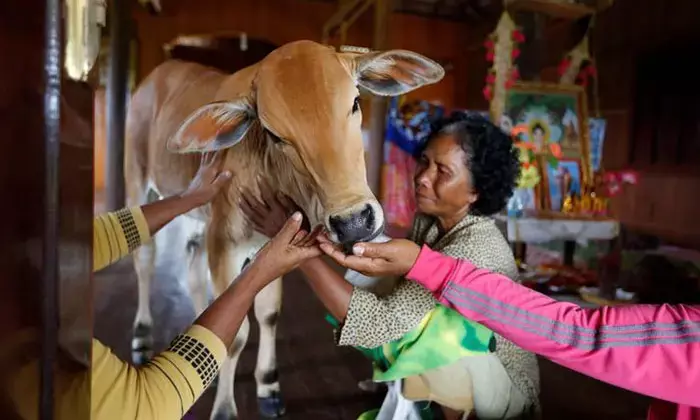 महिला ने गाय से कर ली शादी!... महिला का दावा-पति ने लिया पुनर्जन्म, और रचा ली शादी