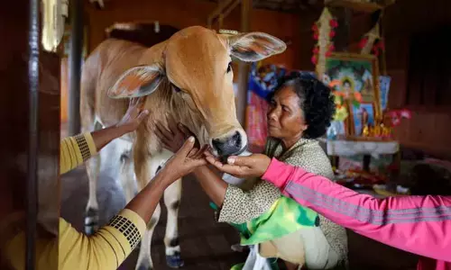 महिला ने गाय से कर ली शादी!... महिला का दावा-पति ने लिया पुनर्जन्म, और रचा ली शादी