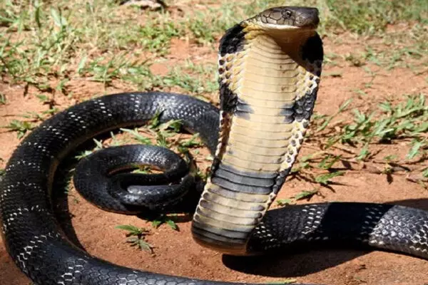 जंगल सफारी के दौरान शौच करते कमोड के भीतर छुपा कोबरा ने डस लिया, टुरिस्ट का काटना पड़ा नाजुक अंग