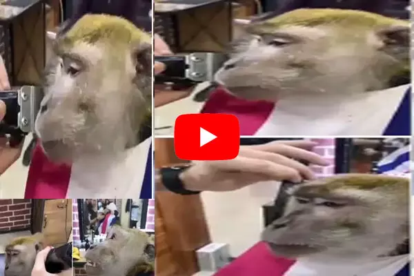 सैलून में पहुंच गया बंदर, फिर जो हुआ हंसी ना रुकेगी... देखिये वीडियो