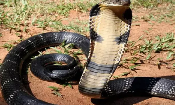 जंगल सफारी के दौरान शौच करते कमोड के भीतर छुपा कोबरा ने डस लिया, टुरिस्ट का काटना पड़ा नाजुक अंग