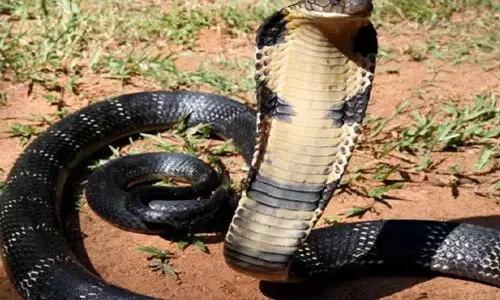 जंगल सफारी के दौरान शौच करते कमोड के भीतर छुपा कोबरा ने डस लिया, टुरिस्ट का काटना पड़ा नाजुक अंग