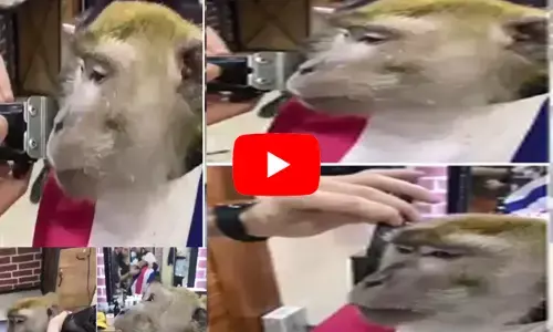 सैलून में पहुंच गया बंदर, फिर जो हुआ हंसी ना रुकेगी... देखिये वीडियो