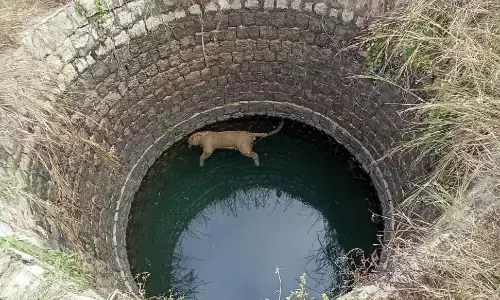 CG में दो तेंदुए की मौत : कांकेर में कुँए में मिला शव तो कोरिया में जंगल में.. वन अमला जाँच में जुटा