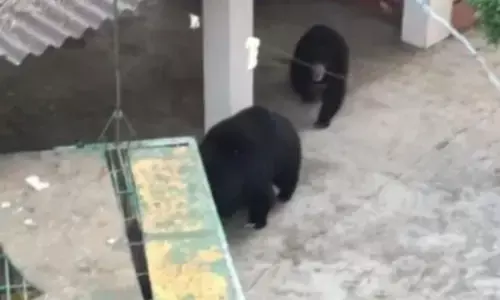 VIDEO-मादा भालू की ममता के आगे हारा वन अमला.. बारह घंटे तक डटे रही और पिंजरे में फँसे शावक को लेकर ही रवाना हुई..