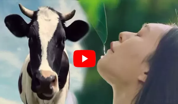 VIDEO: दूध बेचने वाली कंपनी ने गाय की जगह महिलाओं को दिखाया, सोशल मीडिया पर मचा बवाल तो फिर मांगनी पड़ी माफी