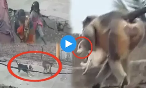 बंदरों-कुत्तों के बीच खूनी गैंगवार VIDEO: बंदरों ने 80 पिल्लों को उतारा मौत के घात... ग्रामीणों में भी दहशत