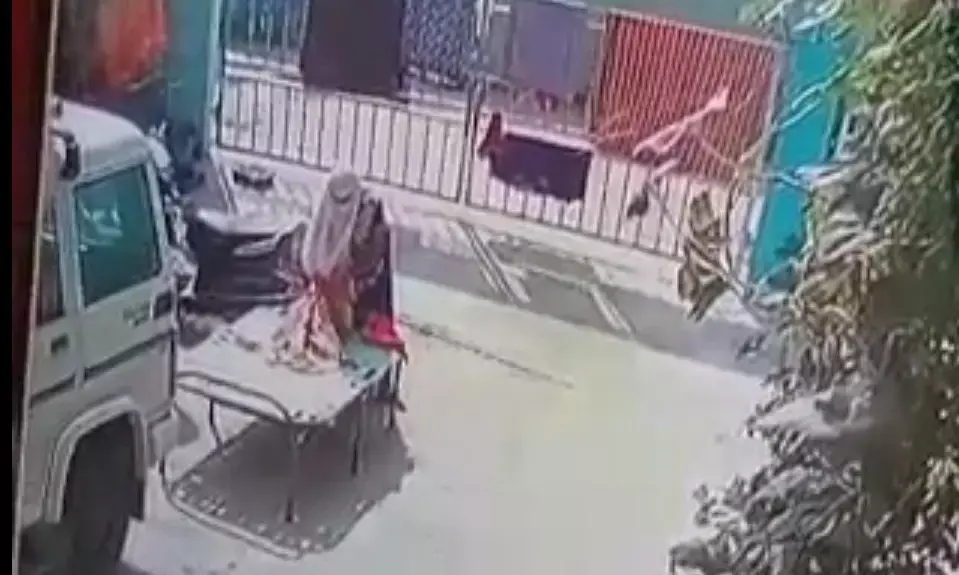 अनोखी चोरनी VIDEO: घर के आंगन से बड़ी चुराते हुए कैमरे में कैद, लोग परेशान... पुलिस में शिकायत दर्ज...