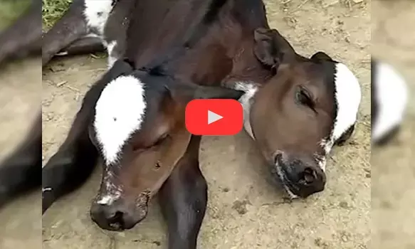 यहां हुआ जन्म दो सिर वाले बछड़े का, देखकर हैरान हुए लोग, बोले- ये दूसरी दुनिया का जीव.. देखें VIDEO