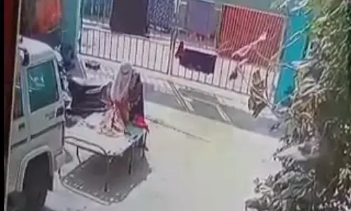 अनोखी चोरनी VIDEO: घर के आंगन से बड़ी चुराते हुए कैमरे में कैद, लोग परेशान... पुलिस में शिकायत दर्ज...