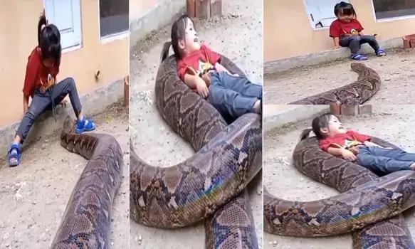 VIDEO: सांप का रास्ता रोककर लड़की ने किया कुछ ऐसा... देखकर छूट जाएंगे आपके पसीने