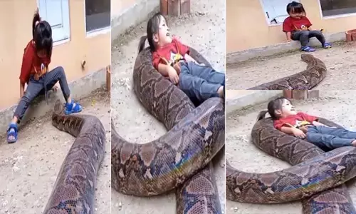 VIDEO: सांप का रास्ता रोककर लड़की ने किया कुछ ऐसा... देखकर छूट जाएंगे आपके पसीने
