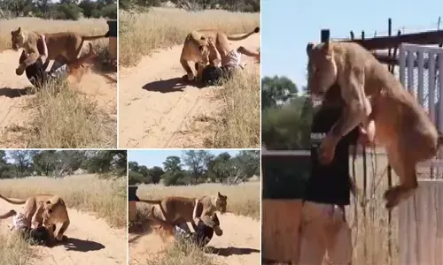 युवक के ऊपर कूदी शेरनी... फिर जो हुआ उसको देख आप भी हो जायेंगे हैरान... देखें VIDEO