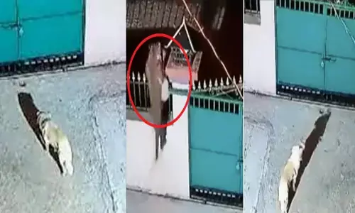 गेट फांदकर घर में घुसा तेंदुआ, फिर कुत्ते को मुंह में दबोचकर उठा ले गया...देखें शॉकिंग वीडियो