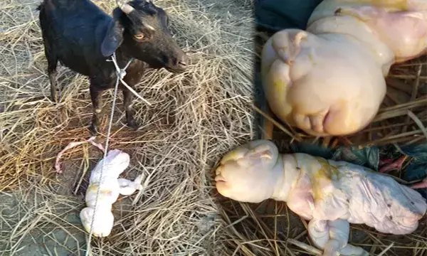 बकरी ने इंसान जैसी शक्ल दिखने वाले बच्चे को दिया जन्म, फिर कुछ देर बाद तोड़ दिया दम... तस्वीर हुई वायरल