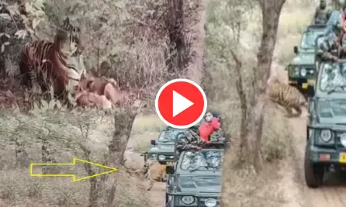 गाड़ियों के पास कुत्ते पर झपटी बाघिन, लोगों के सामने ही कर दिया काम तमाम...देखें VIDEO