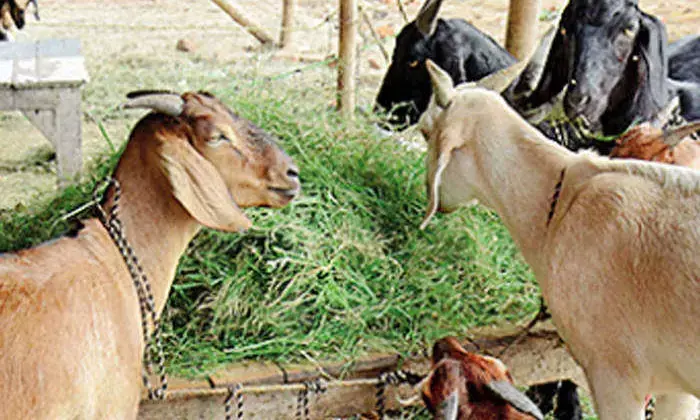 OMG छत्तीसगढ़ के इस सरपंच के घर से रहस्यमय ढंग से गायब हो गई 75 बकरी, चरवाहे ने रात में बांधा और सुबह देखा तो सब बकरी थे गायब, मची सनसनी