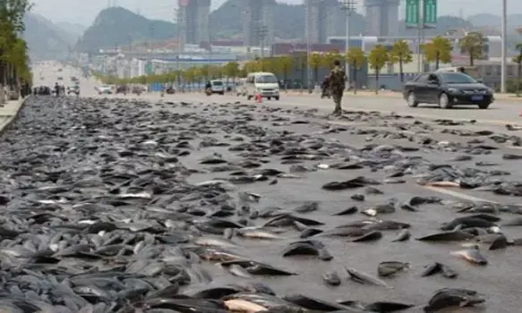 आसमान से मछलियों की बारिश... बाल्टी-टोकरी में भरकर ले जाते रहे लोग, जानिए क्या है पूरा मामला