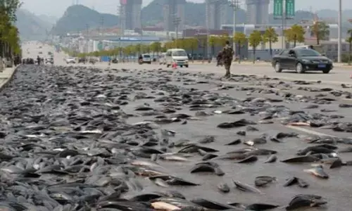 आसमान से मछलियों की बारिश... बाल्टी-टोकरी में भरकर ले जाते रहे लोग, जानिए क्या है पूरा मामला