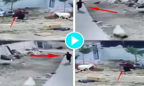 युवक छेड़ रहा था बकरे को, तभी बकरे ने जो किया वो देखकर नहीं रुकेगी आपकी हंसी... देखें मजेदार वीडियो.