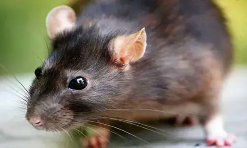 लड़की को चूहे ने डांस करने पर किया मजबूर, कर रही थी दूकान बंद... देखें ये मज़ेदार वीडियो