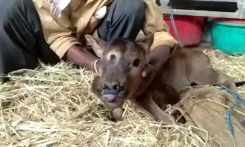 CG-तीन आंखों वाला बछड़ा, किसान के घर पैदा हुआ त्रिनेत्र वाला बछड़ा, भगवान का अवतार समझकर लोग कर रहे पूजा