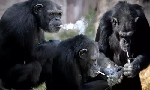 रोजाना 40 सिगरेट पीती थी ये चिंपैंजी... डांस भी करती है गजब का, इसके पीछे का रहस्य और भी चौंकाने वाला... देखें VIDEO