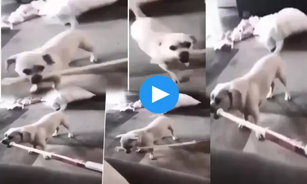 कुत्ते ने डंडा उठाकर की महिला की ऐसी पिटाई, सामने आया वीडियो... देखे VIDEO