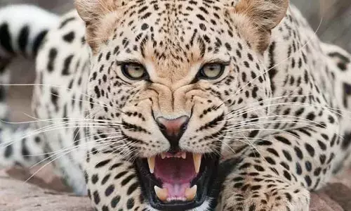 तीन तेंदुओ के शव मिले ज़हर की वजह से मौत की आशंका.. वन विभाग जाँच में जुटा