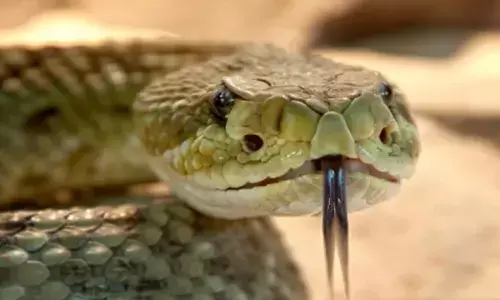 घर में मृत मिला युवक, सैकड़ों सापों ने घेर रखी थी लाश.... जानिए आखिर क्या है मामला....