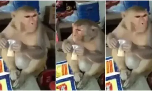 ठंड से बचने के लिए चाय की चुस्की लेते नजर में आया बंदर, अंदाज देखकर हैरान रह गए लोग... देखें VIDEO