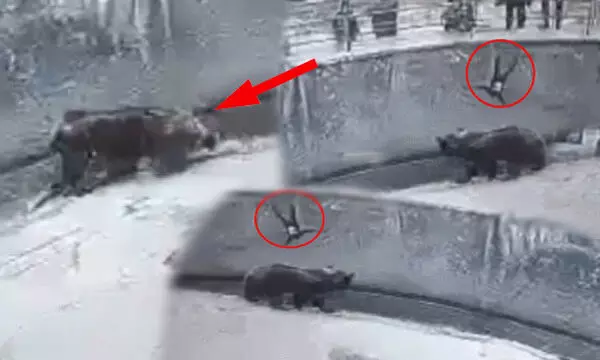 3 साल की बेटी को मारने के लिए दे दिया भालू के सामने धक्का... देखें सन्न कर देने वाला ये वीडियो 3 साल की बेटी को मारने के लिए दे दिया भालू के सामने धक्का... देखें सन्न कर देने वाला ये वीडियो