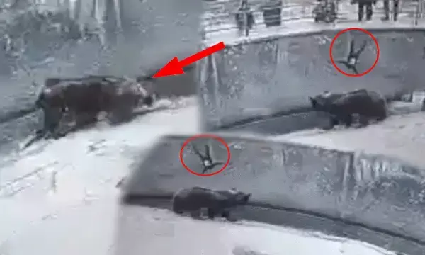 3 साल की बेटी को मारने के लिए दे दिया भालू के सामने धक्का... देखें सन्न कर देने वाला ये वीडियो