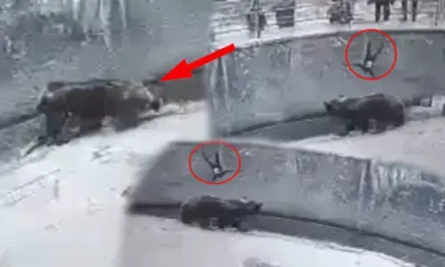 3 साल की बेटी को मारने के लिए दे दिया भालू के सामने धक्का... देखें सन्न कर देने वाला ये वीडियो
