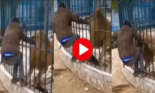 VIDEO: शख्स ने मस्ती के लिए शेर के पिंजरे में डाल दिया हाथ... फिर हुआ कुछ ऐसा, डर गए लोग