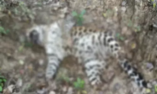 तेंदुए का शव मिला: चारों पैर काट कर ले गये... दांत भी निकाल लिया,  जांच में जुटा वन अमला