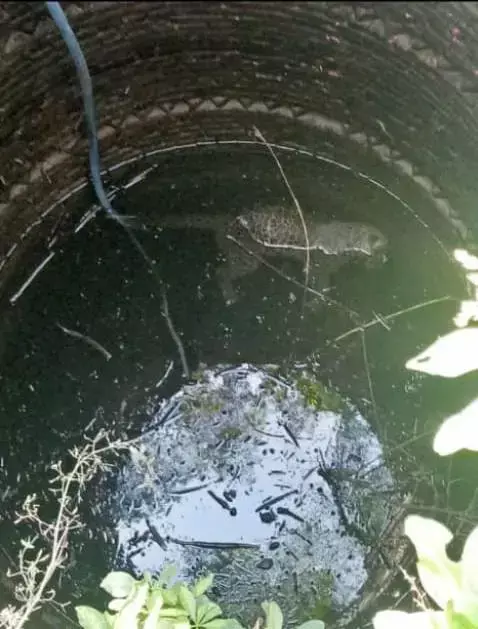केंद्र और राज्य सरकार के निर्देशों को नहीं मान रहे वाइल्डलाइफ के अधिकारी, कुएं में गिर मर रहे वन्य प्राणी, वन्यजीव प्रेमी नितिन सिंघवी वन मंत्री की शरण में
