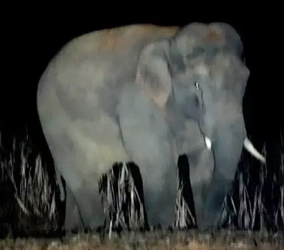 गणेश के बाद अब प्यारे के खिलाफ कुप्रचार कर उसे आजीवन कैदखाने में डालने की कोशिश, जंगल अधिकारियों के खिलाफ कार्रवाई करने वनजीव प्रेमी आगे आए, वन मंत्री मोहम्मद अकबर से की मुलाकात.