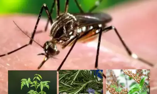 घर में जरूर लगाएं ये पौधे, आसपास नहीं फटकेंगे एक भी मच्छर...जानिए ऐसे पौधों के बारे में...