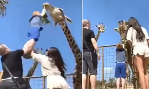 OMG: मेरे बच्चे की बची जान, जानवर को खाना खिलाना पड़ा महंगा... माता-पिता ने मिलकर बचाई जान... देखें वीडियो